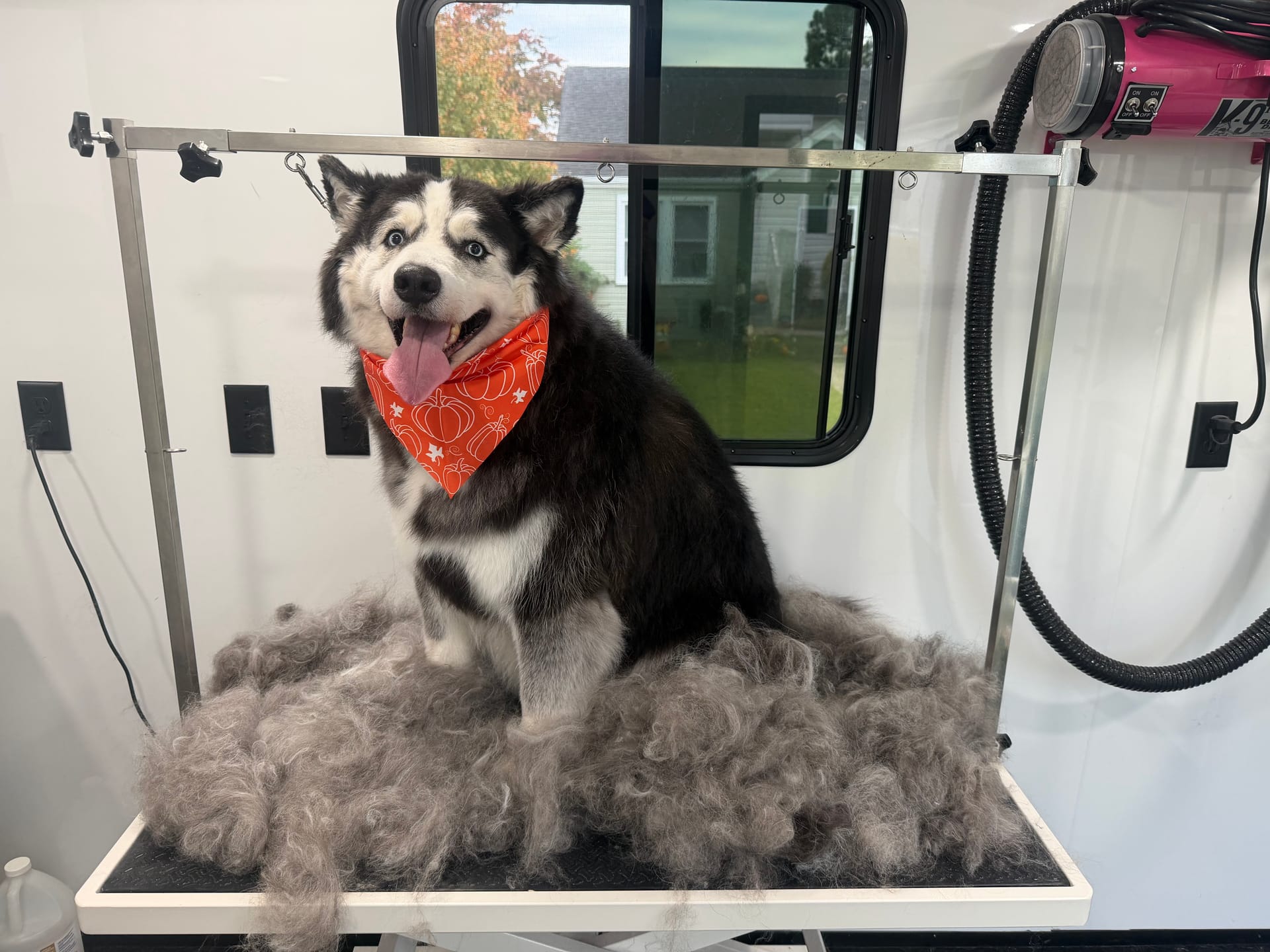 Fluffy dog being brushed for deshedding treatment
