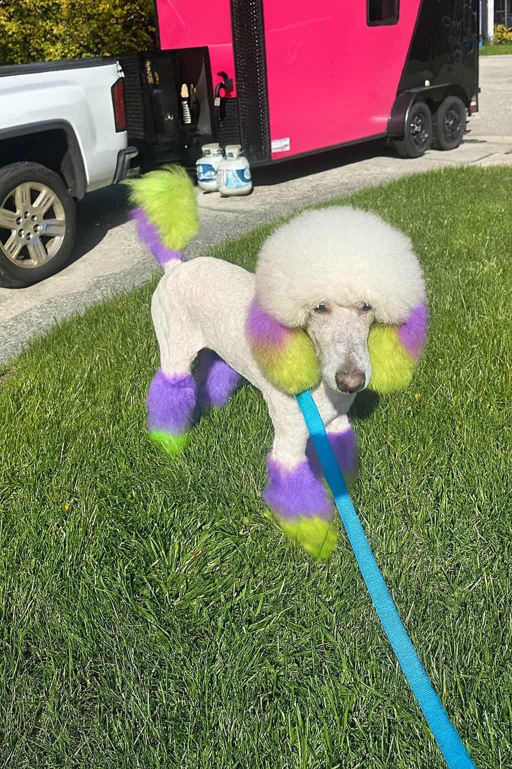 Dog getting full haircut with clippers