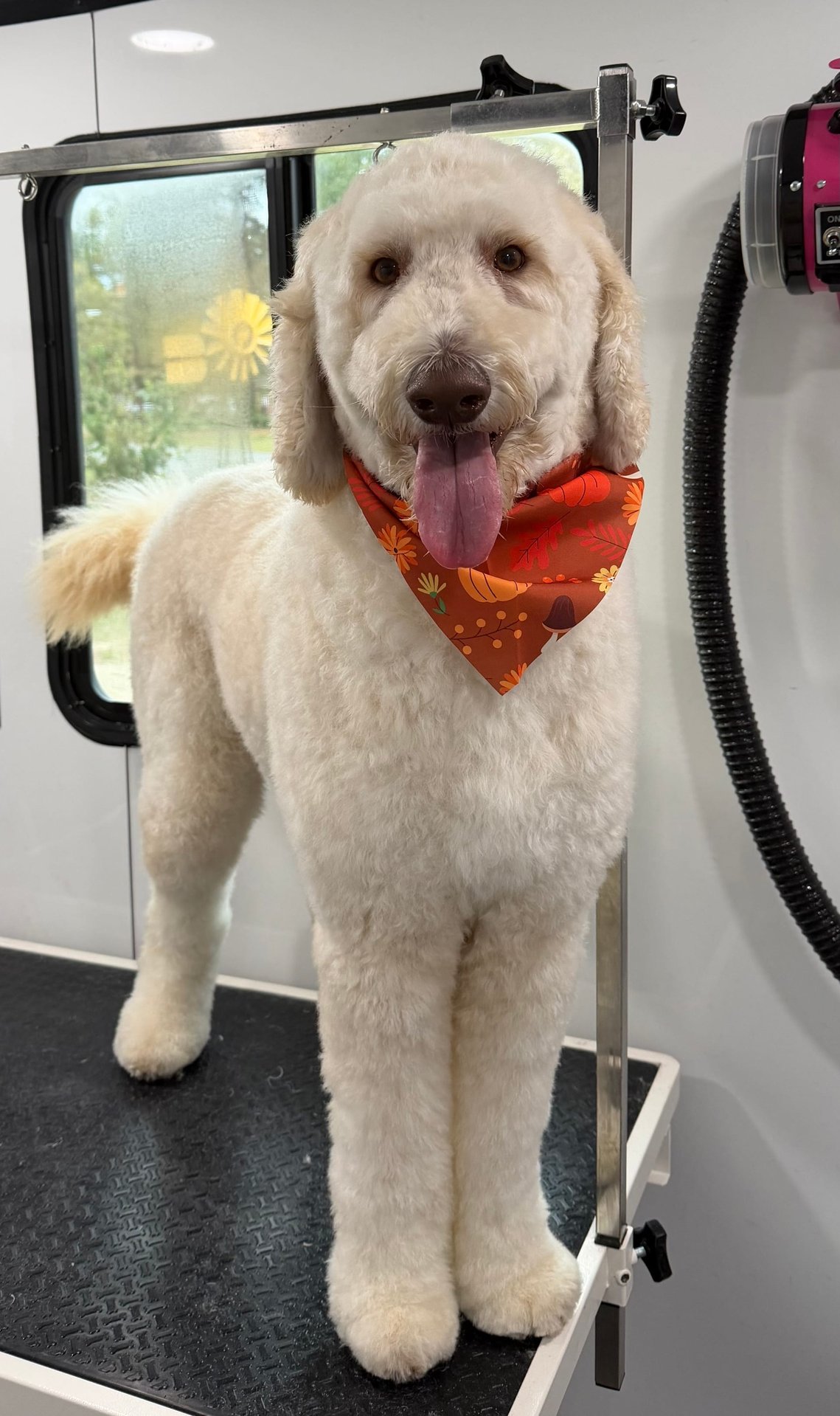 Happy groomed dog portrait 2