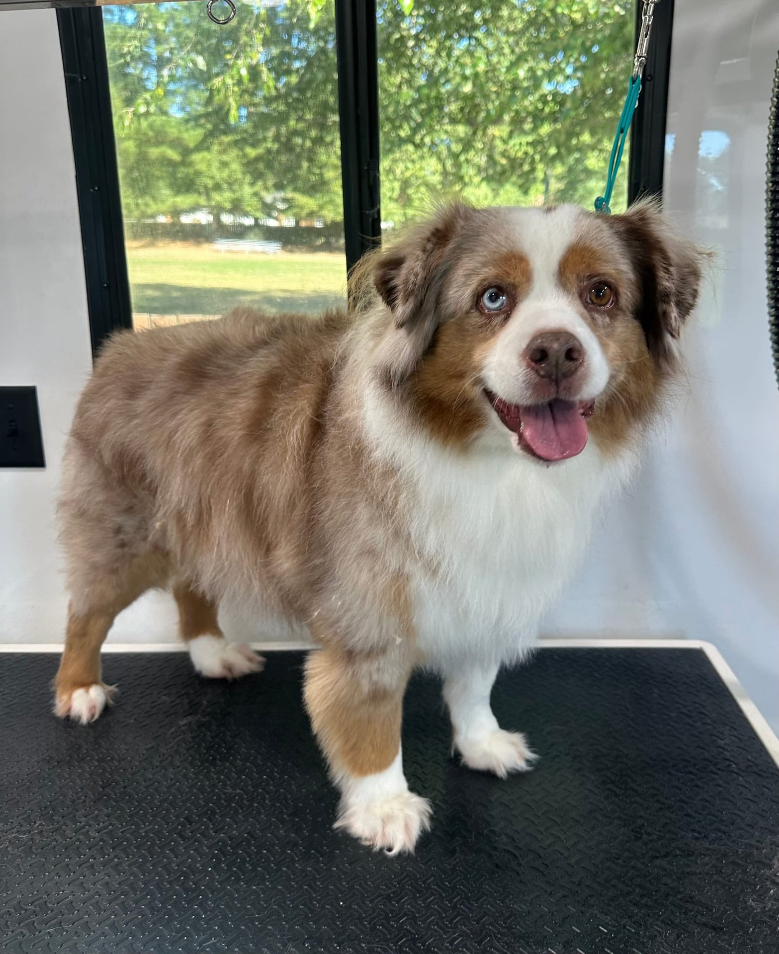 Happy groomed dog portrait 9