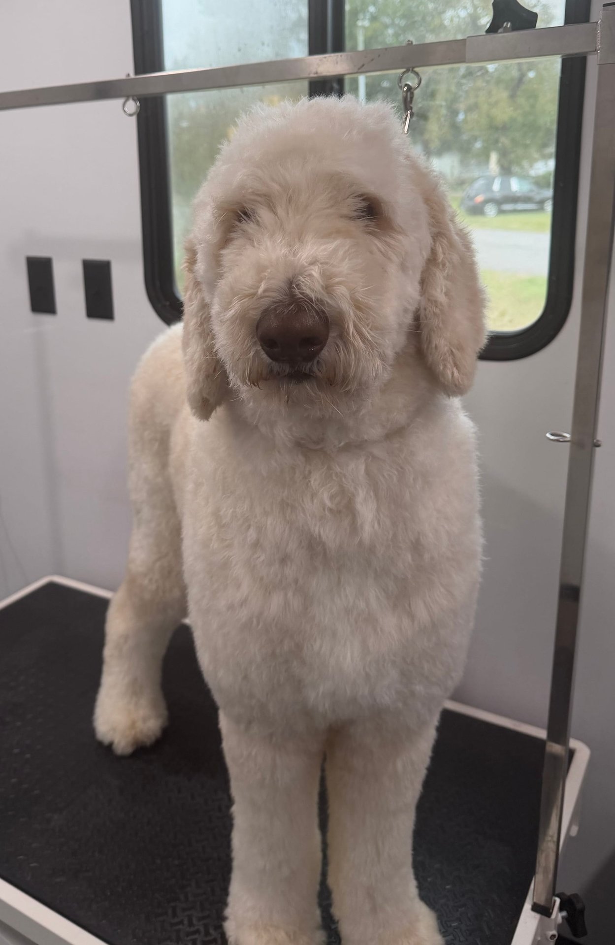 Happy groomed dog portrait 1