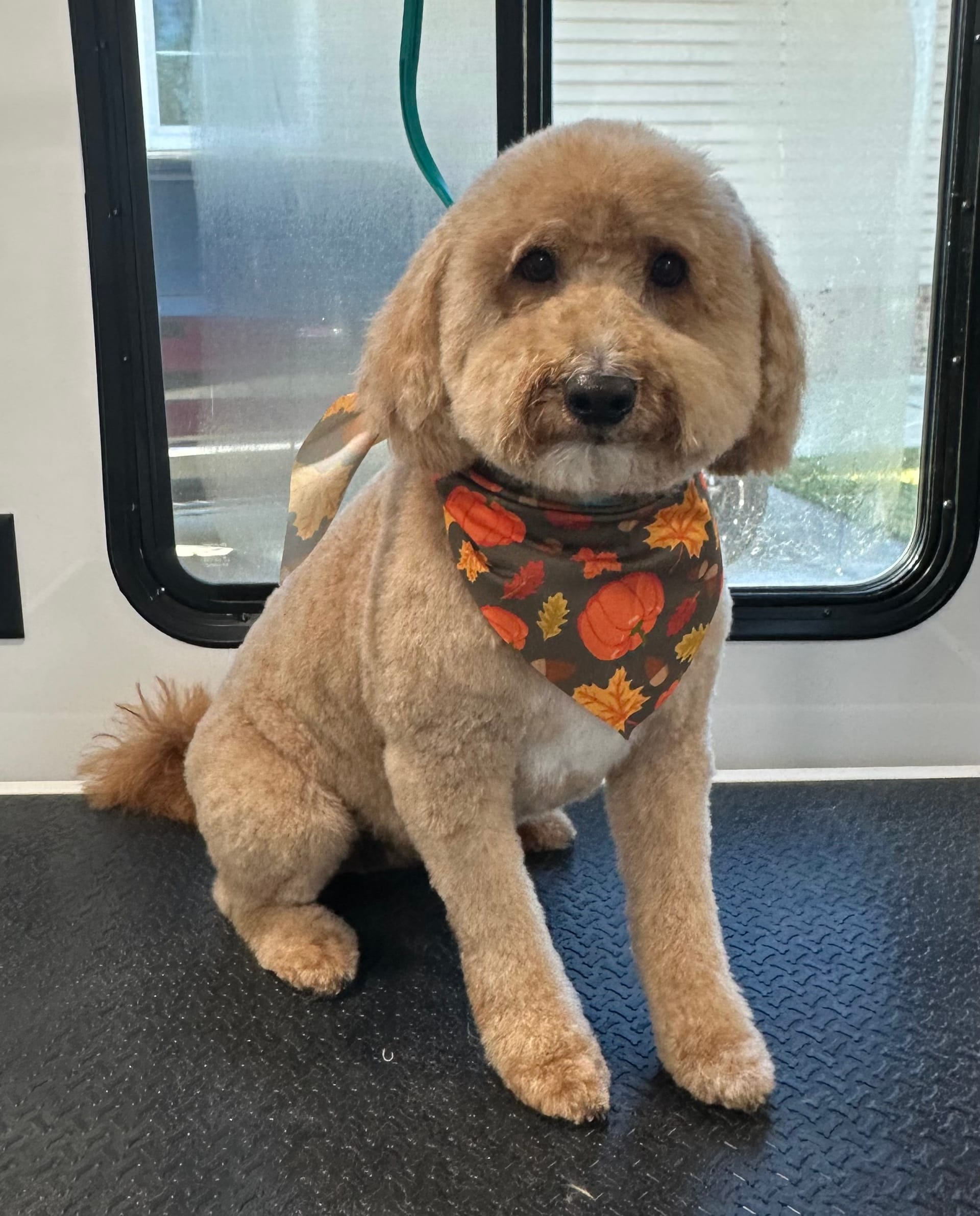 Dog getting trimmed with scissors by professional groomer
